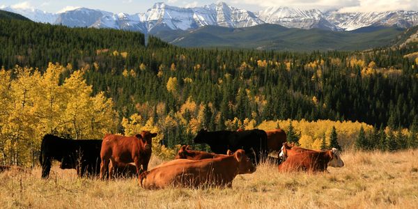 Blue Rock Animal Nutrition Ltd. Blue Rock Animal Nutrition Ltd.