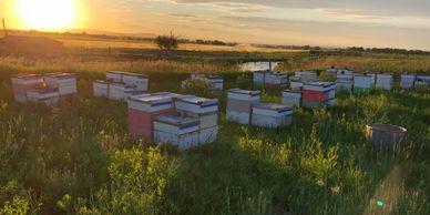 Howell Apiaries Bee Yard