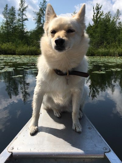 A dog on a canoe in the lake