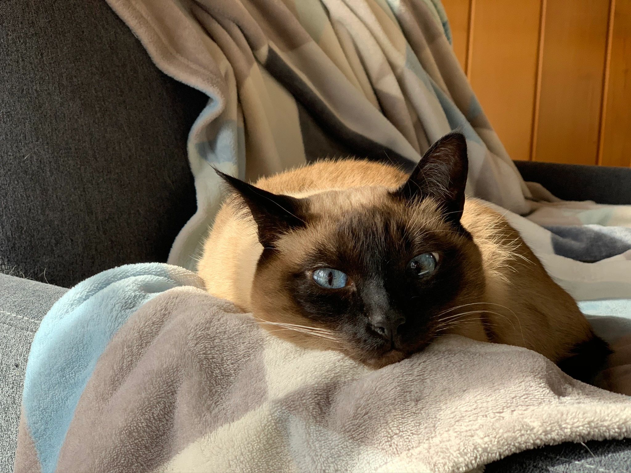 A cat lying down on the blanket