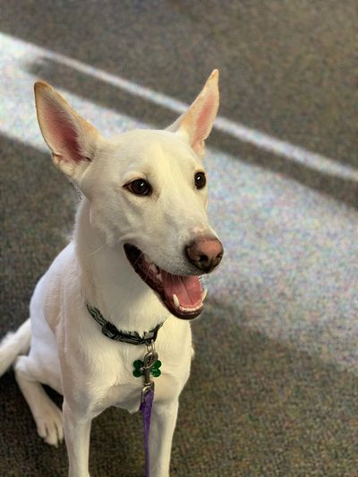 A white dog with a collar