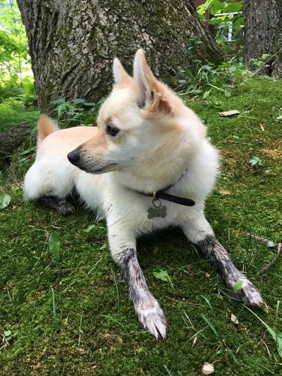 A small white dog with mud on the paws
