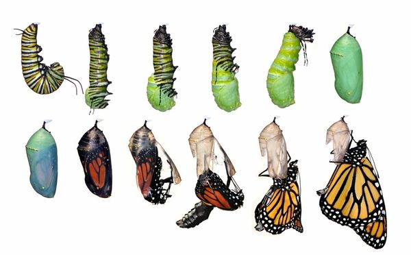 Monarch Butterfly Raising Kit Monarch Butterflies Butterfly Monarch Butterflies Canada