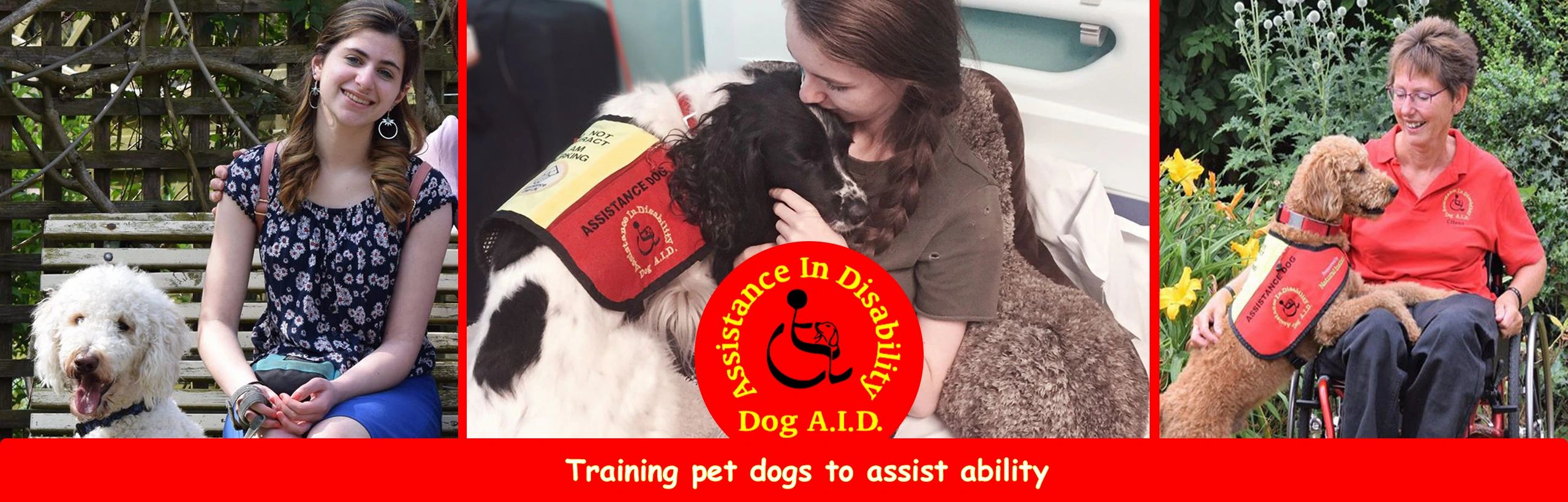 Dog  - Disabled Assistance, Charity, Disability, Assistance Dog