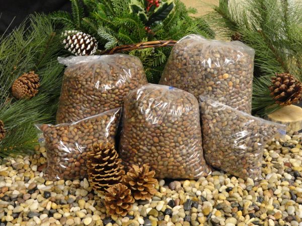 NEW MEXICO PINON NUT RAW 2024 NEW CROP, 10 POUNDS, PRETTY GOOD TASTE