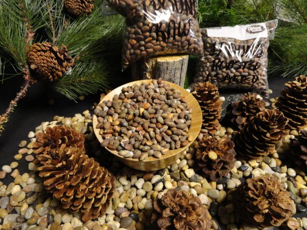 PINON NUTS ROASTED AND SALTED NEW CROP 10 POUND 2024 HARVEST