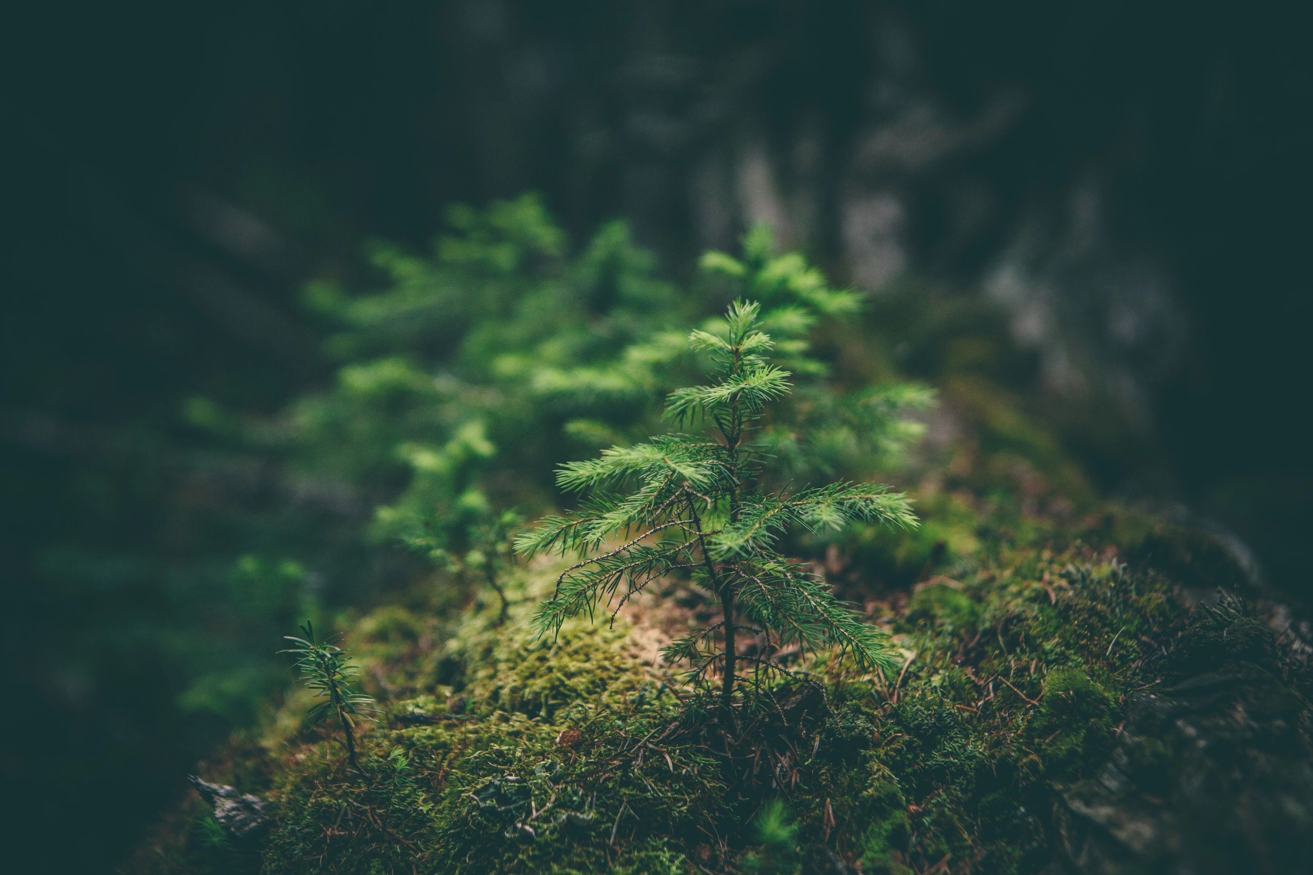 Small spruce tree with moss surrounding it. 