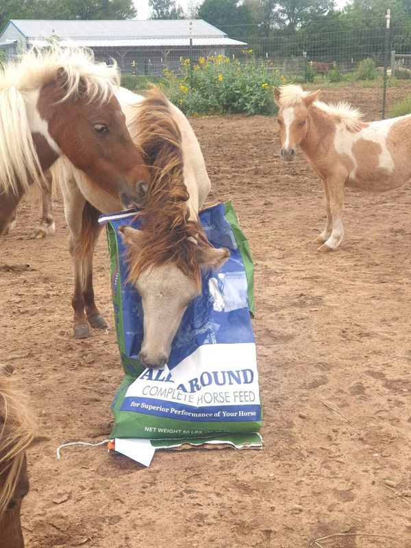 Such a sweetheart': Beacon Hill Children's Farm mourns loss of beloved  miniature horse