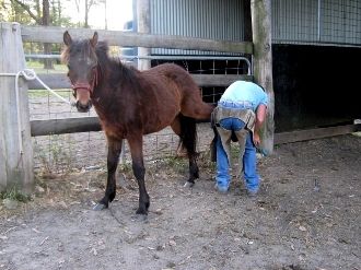 Donate a Farrier Trim