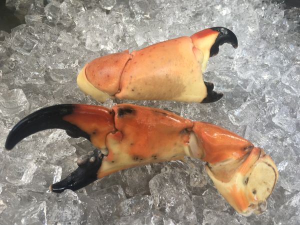 Stone Crab Claw Colossal | Fresh Florida Stone Crab ...