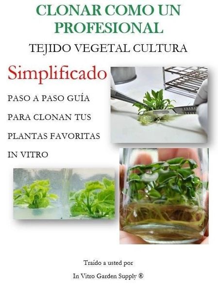 Clonar Como Un Profesional Tejido Vegetal Cultura Simplificado - Paso A ...