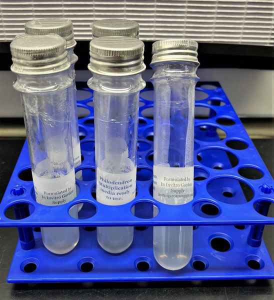 Philodendron Initiation Tissue Culture Media Ready To Use Test Tube