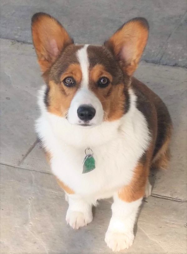 Corgi Mix Puppies Colorado