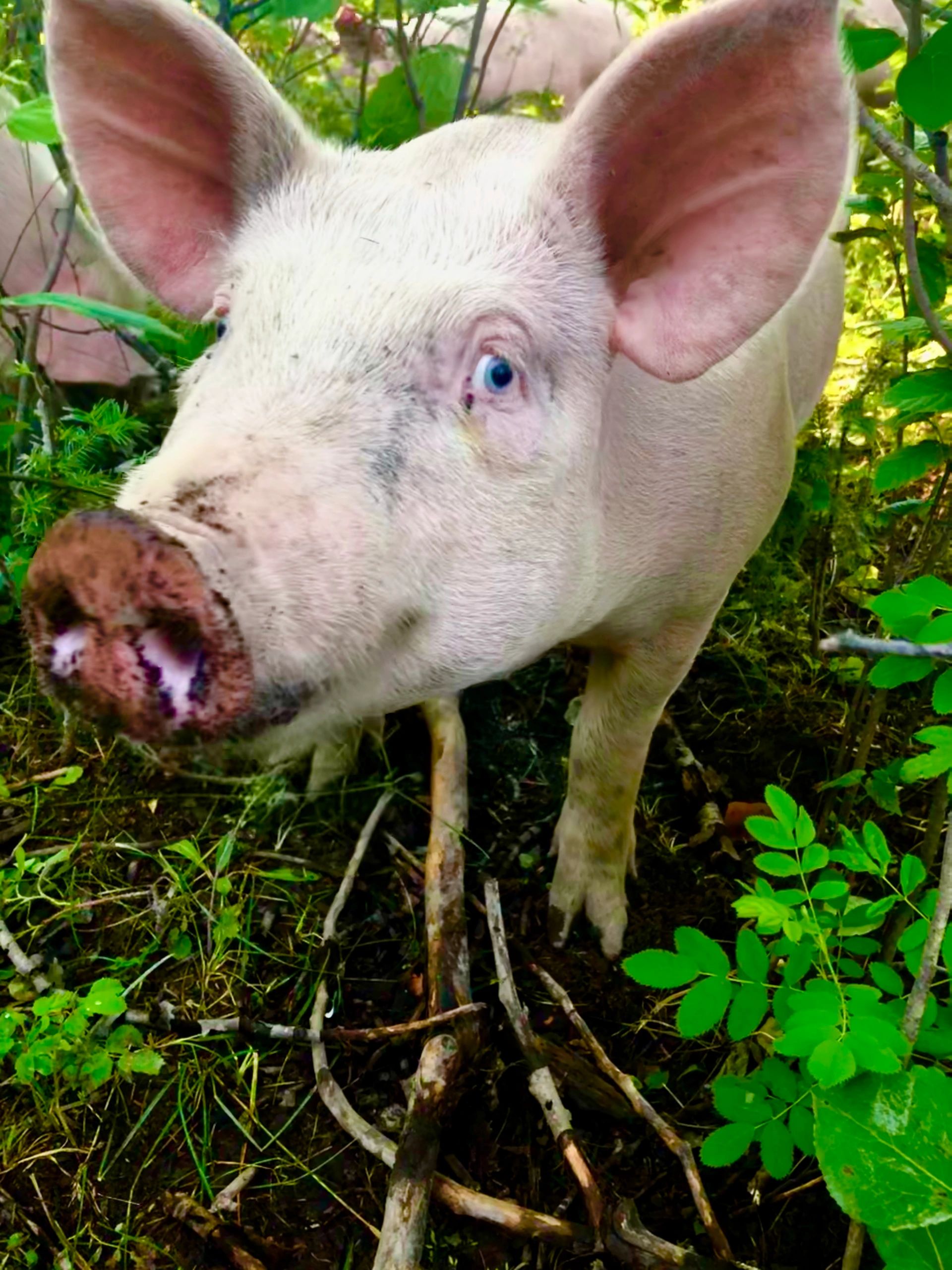 A forest raised pig amongst the foliage with a dirty snout from rooting around in the dirt.