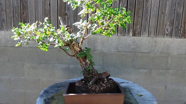 Get 50 Year Old Bonsai Tree For Sale Background