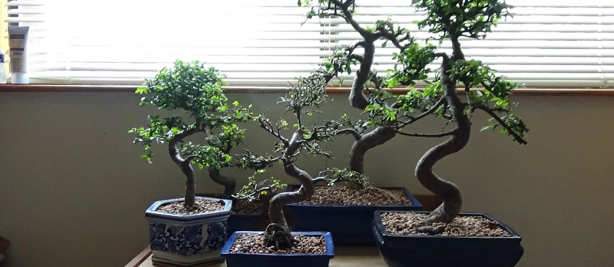 Bonsai Delivered. Bonsai On Sale.Bonsai For You.