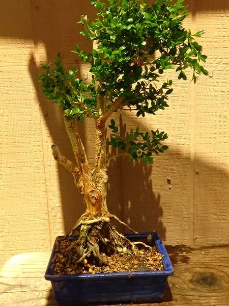 25 Year Old Japanese Boxwood Dead Wood Top In 10 Blue Pot Bonsai Delivered Bonsai On Sale Bonsai For You