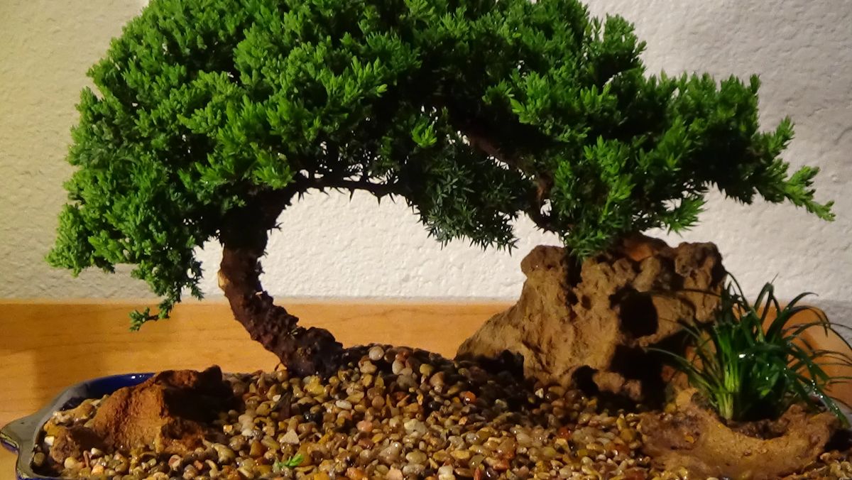 Bonsai Delivered. Bonsai On Sale.Bonsai For You.