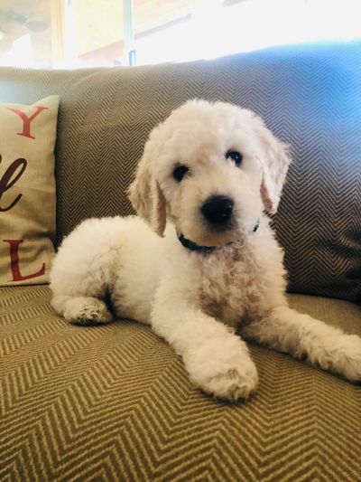 All About Goldendoodle Colors and Coats - Goldendoodle Association of North  America