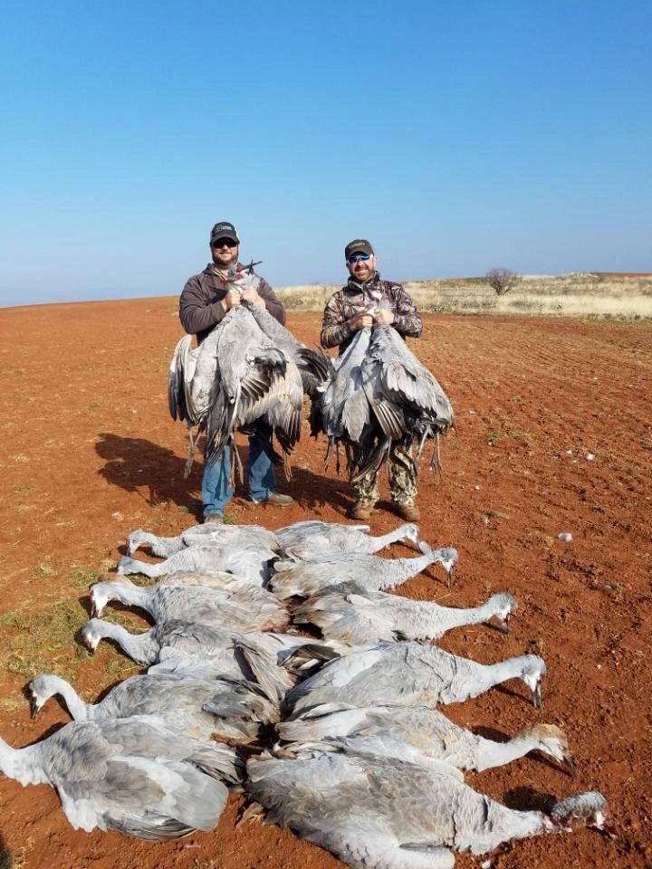 Dove Hunts Curts Guide Service