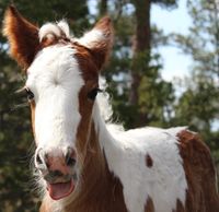 Cute Gypsy Vanner Bay and white