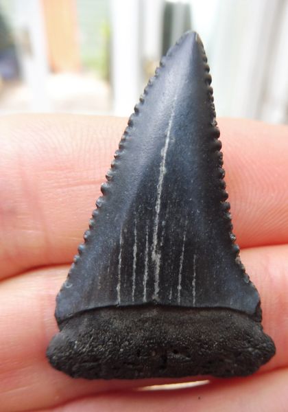 Fossil Great White Shark Tooth Teeth for Sale. UK & Worldwide