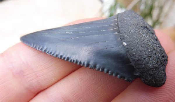 Fossil Great White Shark Tooth Teeth for Sale. UK & Worldwide
