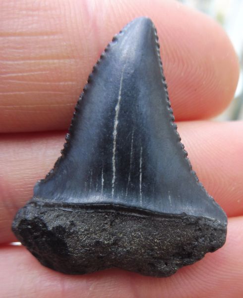 Fossil Great White Shark Tooth Teeth for Sale. UK & Worldwide.  Megalodon  fossil shark teeth for sale, UK and worldwide fossils