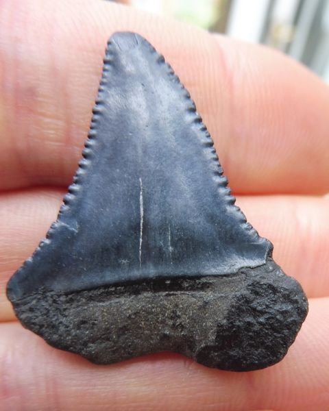 Fossil Great White Shark Tooth Teeth for Sale. UK & Worldwide.  Megalodon  fossil shark teeth for sale, UK and worldwide fossils