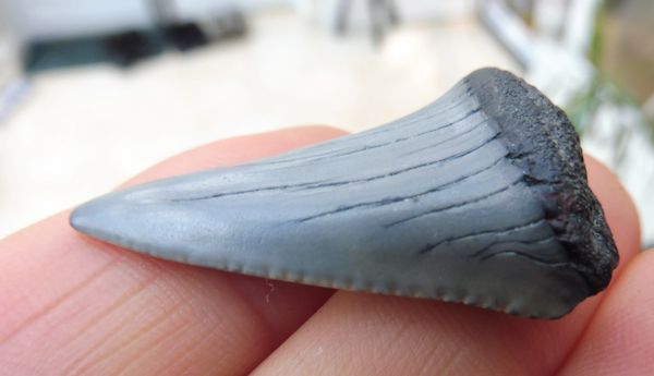 Fossil Great White Shark Tooth Teeth for Sale. UK & Worldwide