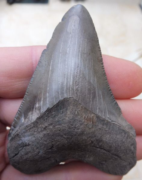 Fossil Great White Shark Tooth Teeth for Sale. UK & Worldwide.  Megalodon  fossil shark teeth for sale, UK and worldwide fossils