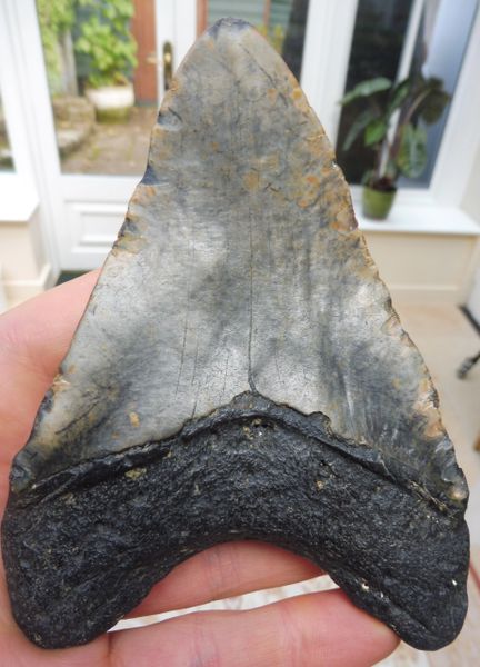 Megalodon Tooth Teeth for Sale UK Megalodon & More Fossils | Megalodon