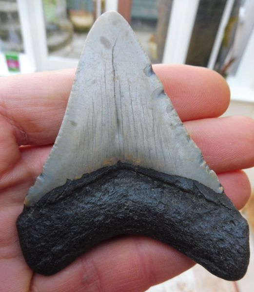 Megalodon Tooth Teeth for Sale UK Megalodon & More Fossils | Megalodon