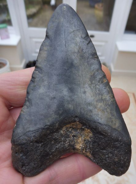 Megalodon Tooth Teeth for Sale UK Megalodon & More Fossils | Megalodon