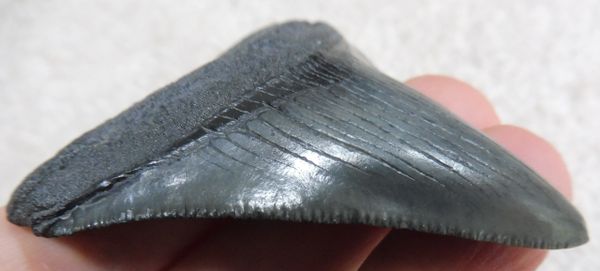 Large Megalodon Tooth Teeth for Sale UK Megalodon & More Fossils