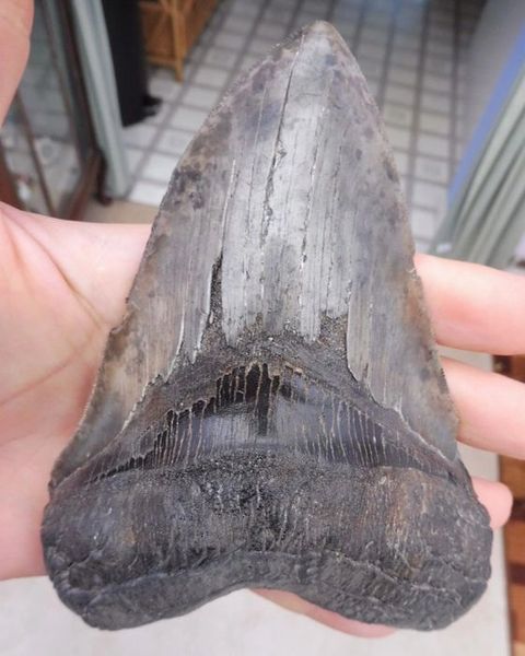 Megalodon Teeth for sale - 5.8 inches. Fossils for Sale in ...