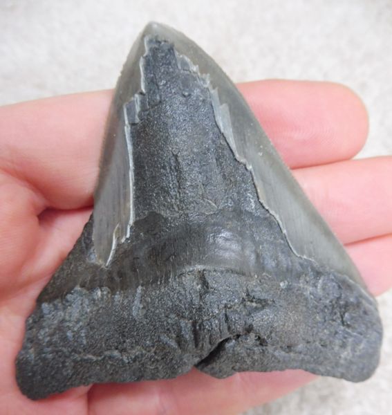 Megalodon Tooth Teeth for Sale. UK Fossils | Megalodon fossil shark