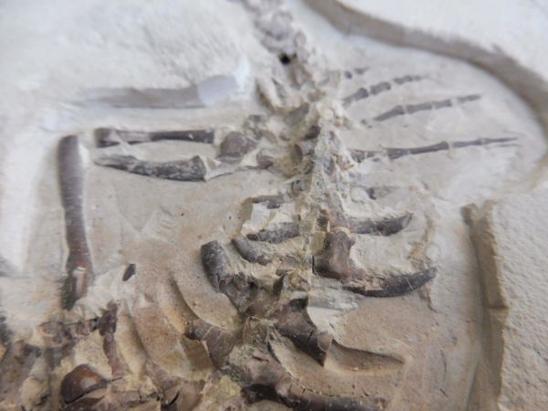 Mesosaurus brasiliensis for Sale. Megalodon & More Fossils Ltd ...