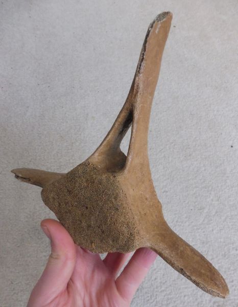 Fossil Dolphin Vertebra for Sale. North Sea UK. Pleistocene. | Megalodon  fossil shark teeth for sale, UK and worldwide fossils