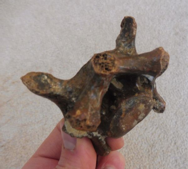 Fossil Seal Vertebra for Sale. UK Fossils. North Sea. Pleistocene ...