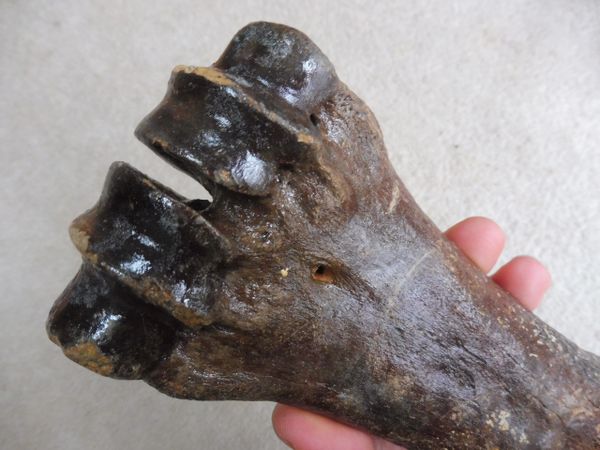 Fossil Steppe Bison Metacarpal for Sale. UK Fossils. North Sea ...