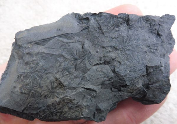 Calamites Fossil Plant for Sale, Poland Carboniferous. | Megalodon fossil  shark teeth for sale, UK and worldwide fossils