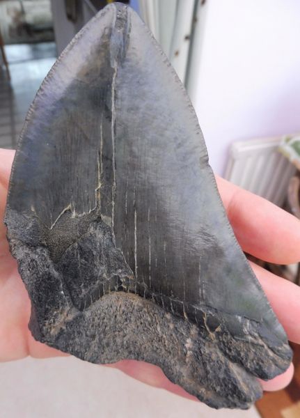 Megalodon Teeth for sale - 4.8 inches. Fossils for Sale in the UK