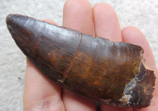 carcharodontosaurus tooth