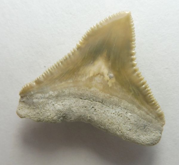 Dusky Shark (carcharhinus obscurus) Fossil Shark tooth teeth ...