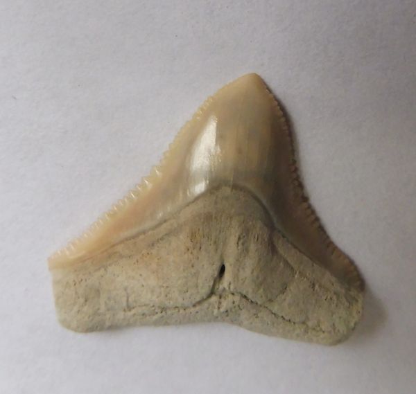 Dusky Shark (carcharhinus obscurus) Fossil Shark teeth for Sale ...