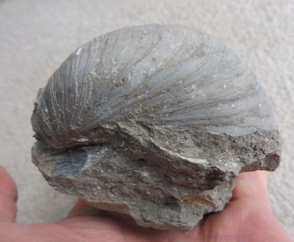 Gloucestershire UK Devils Toenail Gryphaea Fossil Oyster Shell Bivalve Sea 