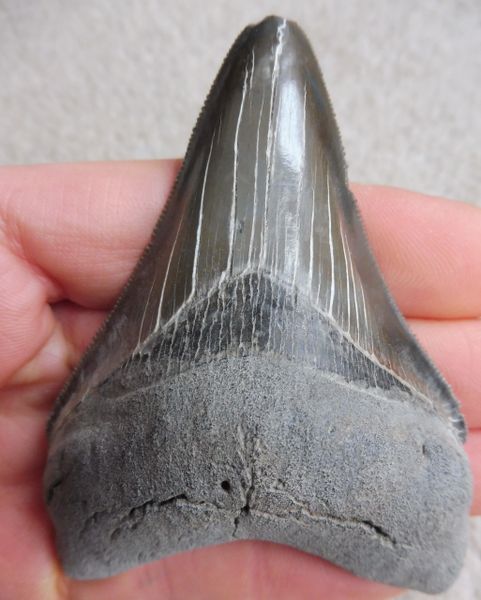 Megalodon Tooth Teeth for Sale in the UK Megalodon & More Fossils