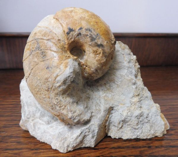 Cenoceras inornatum Nautilus UK fossils for Sale. Dorset