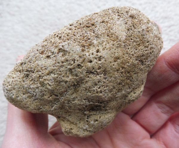 Sponge (Raphidonema macropora), Faringdon Sponge Gravels, Fossils ...